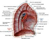 Anatomie:hart,longen,mediastinum,vagus,azygos,trachea,bronchus,vena cava,slokdarm,oesophagus,larynx,cor,diaphragma